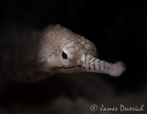 Snooting the snout by James Deverich 